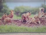 Zur Gallerie des neuen Löwengeheges im Tierpark Stadt Haag