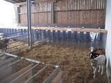 Hochklappbare Kälberboxen mit durchsichtigen PVC-Streifen zur leichten Kontrolle der Tiere