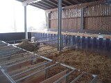 Hochklappbare Kälberboxen mit durchsichtigen PVC-Streifen zur leichten Kontrolle der Tiere
