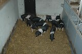 stalleinrichtung_bio_sauen_schweinemast_15.jpg