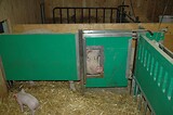 bio_sauen_abferkel_pig_fair_006.jpg