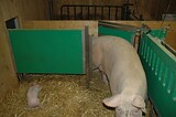 bio_sauen_abferkel_pig_fair_007.jpg