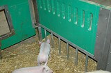 bio_sauen_abferkel_pig_fair_010.jpg