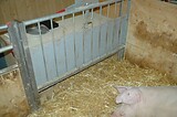 bio_sauen_abferkel_pig_fair_011.jpg