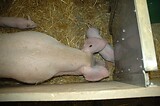 bio_sauen_abferkel_pig_fair_013.jpg