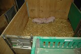 bio_sauen_abferkel_pig_fair_016.jpg