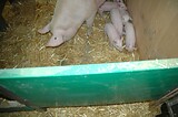 bio_sauen_abferkel_pig_fair_021.jpg