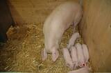 bio_sauen_abferkel_pig_fair_022.jpg