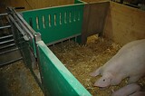 bio_sauen_abferkel_pig_fair_023.jpg