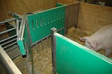 bio_sauen_abferkel_pig_fair_024.jpg