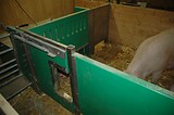 bio_sauen_abferkel_pig_fair_025.jpg