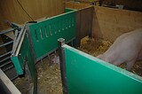 bio_sauen_abferkel_pig_fair_026.jpg