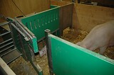 bio_sauen_abferkel_pig_fair_027.jpg