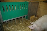 bio_sauen_abferkel_pig_fair_028.jpg