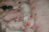 bio_sauen_abferkel_pig_fair_033.jpg