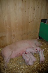 bio_sauen_abferkel_pig_fair_103.jpg