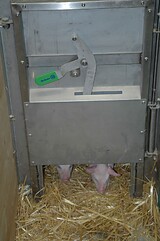 bio_sauen_abferkel_pig_fair_105.jpg