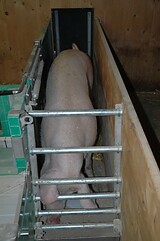 bio_sauen_abferkel_pig_fair_107.jpg