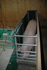 bio_sauen_abferkel_pig_fair_108.jpg