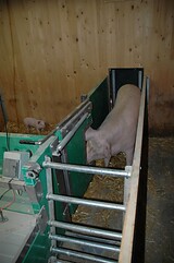 bio_sauen_abferkel_pig_fair_109.jpg