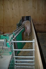 bio_sauen_abferkel_pig_fair_112.jpg