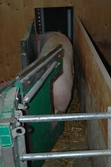 bio_sauen_abferkel_pig_fair_117.jpg