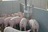 stalleinrichtung_schweinemast_pigport_futterautomat_14.jpg