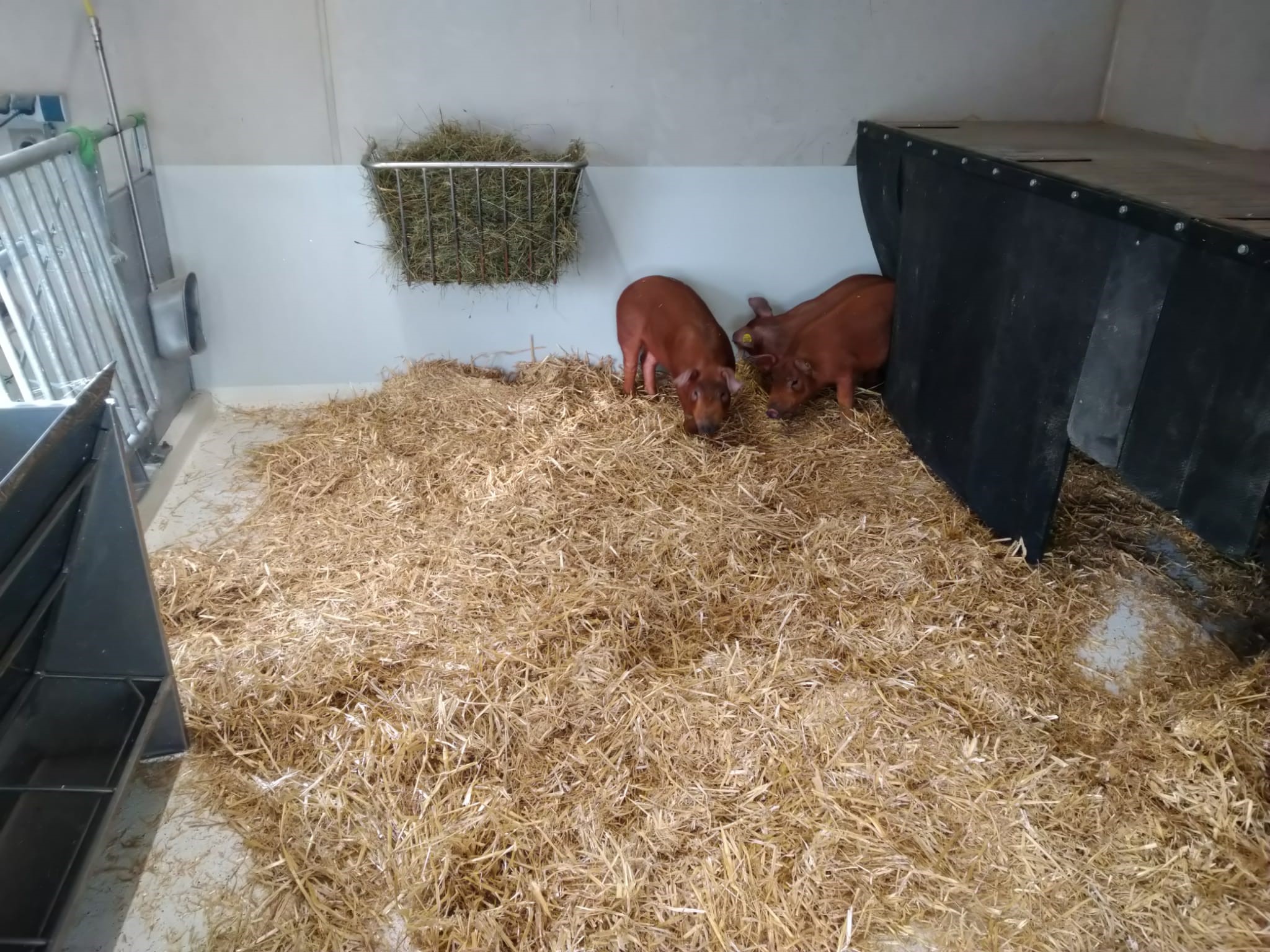 Braeuer cc Schweine Bio Mast Klein Maststall F r Den Eigenbedarf braeuer-cc-schweine-bio-mast-klein-maststall-f-r-den-eigenbedarf