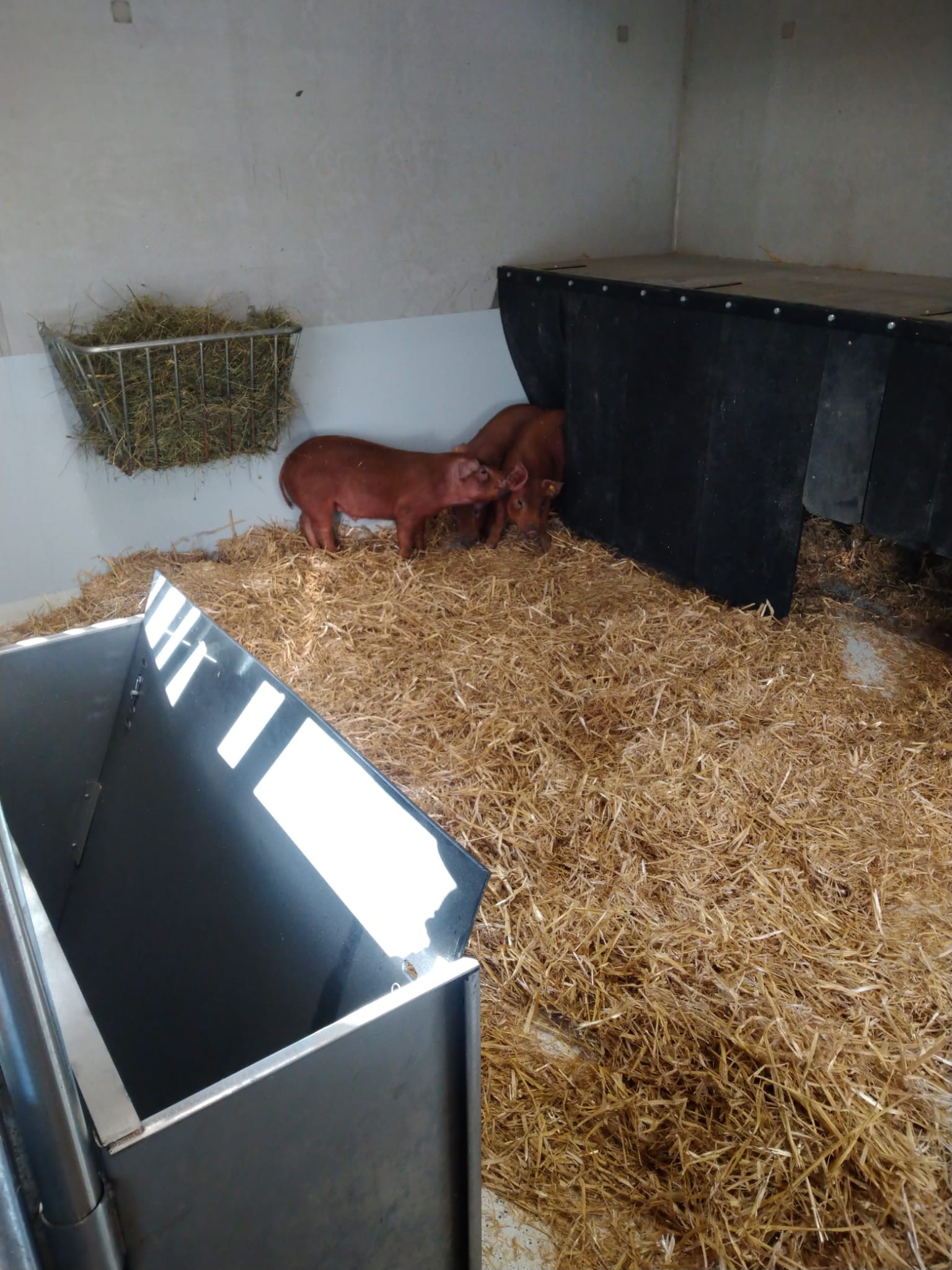 Braeuer cc Schweine Bio Mast Klein Maststall F r Den Eigenbedarf braeuer-cc-schweine-bio-mast-klein-maststall-f-r-den-eigenbedarf