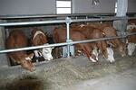 Cattle fattening with selection bay in the groups.