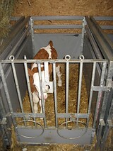 Kalb in der fahrbaren Bräuer Kälberbox mit Verriegelung und 2 Eimerhaltern.