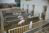 stalleinrichtung_schweinemast_bio_01.jpg