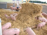 stalleinrichtung_schweinemast_bio_waldviertel_01.jpg