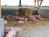 stalleinrichtung_schweinemast_bio_waldviertel_05.jpg