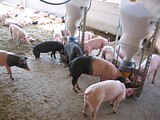 stalleinrichtung_schweinemast_bio_waldviertel_10.jpg