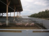 stalleinrichtung_schweinemast_bio_waldviertel_14.jpg